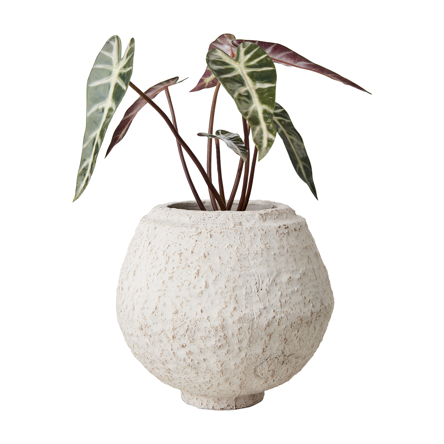 Cream Krukke M, Elfenben