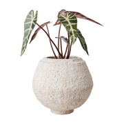 Cream Krukke M, Elfenben